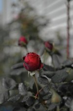 DSC_4772.jpg