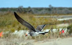DSC_3177.jpg