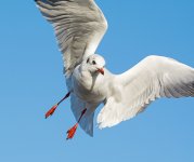 DSC_0378.jpg