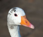 DSC_0420.jpg