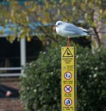 DSC_0516.jpg