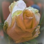 Flower.jpg