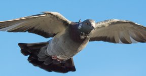 DSC_0389.jpg