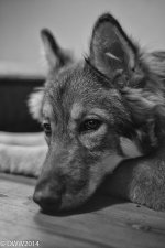 Kami B&W resting (1 of 1).jpg