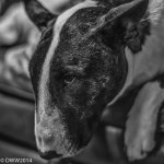 Meeka B&W (1 of 1).jpg