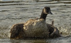 _DSC3506.jpg