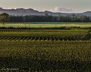 New growth in field - late afternoon.jpg