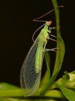Lacewing2.jpg