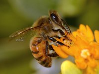 Bee.jpg