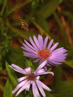 Bee2.jpg