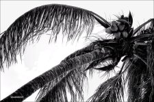 Coconut Palm.jpg