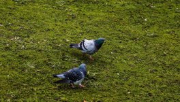 DSC_3486.jpg