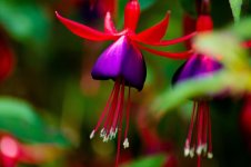 Fuchsia small 1.jpg