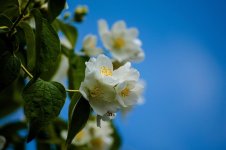 white flower1.jpg