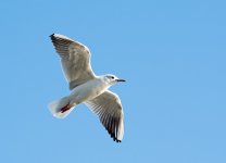 DSC_0382.jpg