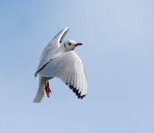 DSC_0472.jpg