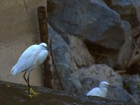Egret.jpg
