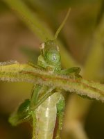 Hopper2.jpg