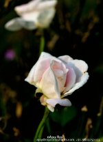 ESC_5394.jpg