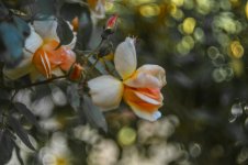 DSC_5986.jpg