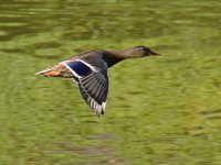 Mallard6.jpg