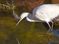 Egret13.jpg