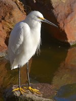 Egret11.jpg