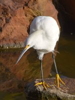 Egret12.jpg