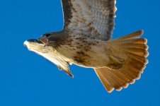 HawksStearns 247.jpg