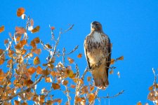 HawksStearns 246.jpg