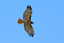 HawksStearns 242.jpg
