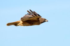 HawksStearns 245.jpg