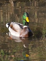 Mallard.jpg