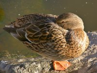 Mallard4.jpg