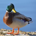 Mallard5.jpg