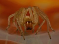 Spider2.jpg