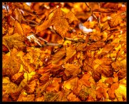 Day312Leaves.jpg