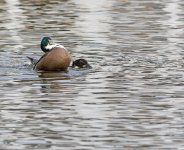 DSC_0667.jpg