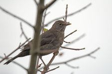 DSC_0682.jpg