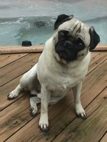 Bruiser.jpg