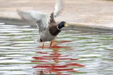DSC_0760.jpg