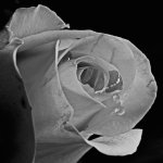 Rose Water.jpg