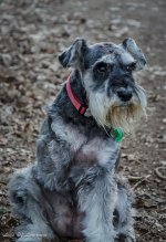 Jesse 3 legged dog.jpg