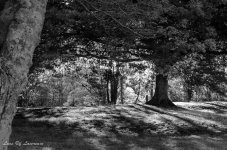 Dappled light.jpg