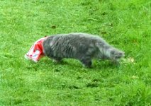 Catbag.jpg