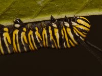 Monarch.jpg