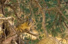 Squirrel101-L.jpg