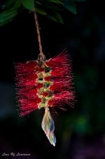 Bottle brush 1.jpg