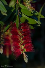 Bottle brush 2.jpg