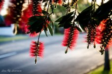 Bottle brush 3.jpg
